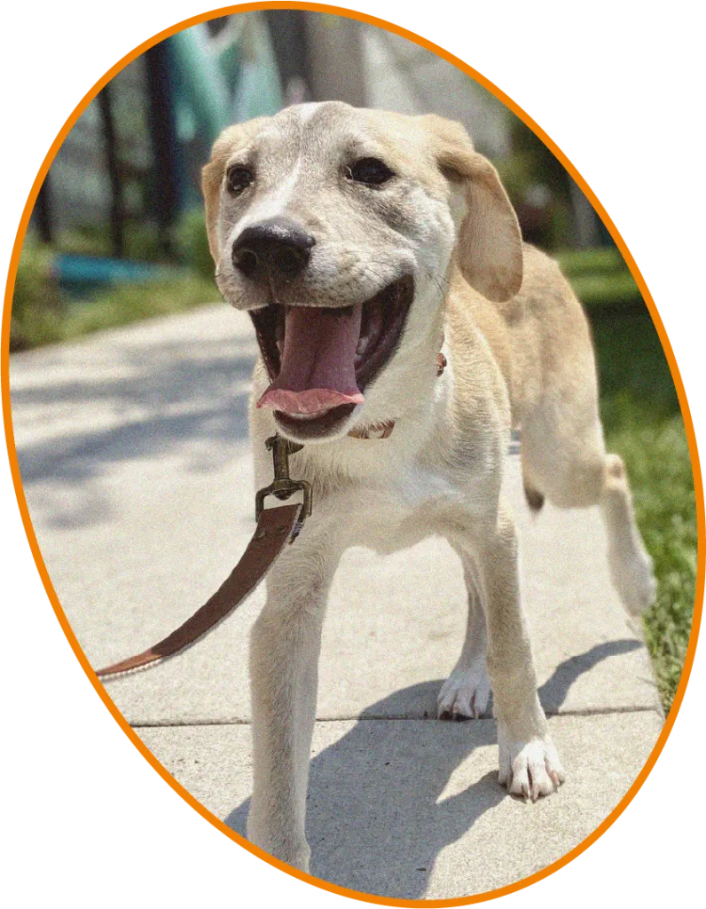 Happy dog enjoying a Sniff Safaris enrichment walk in Denver