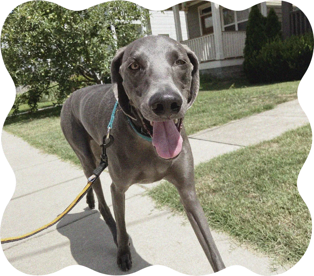 Weimaraner enjoying a Sniff Safaris enrichment walk in Denver